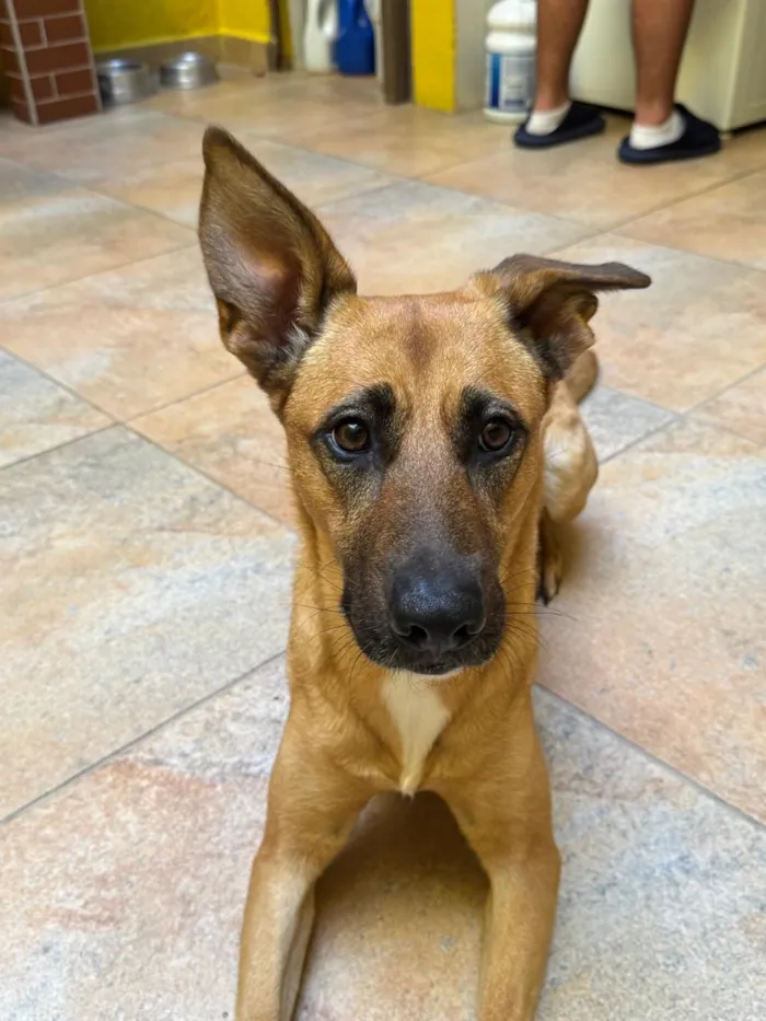 Cachorro raça SRD-ViraLata idade 3 anos nome Lua