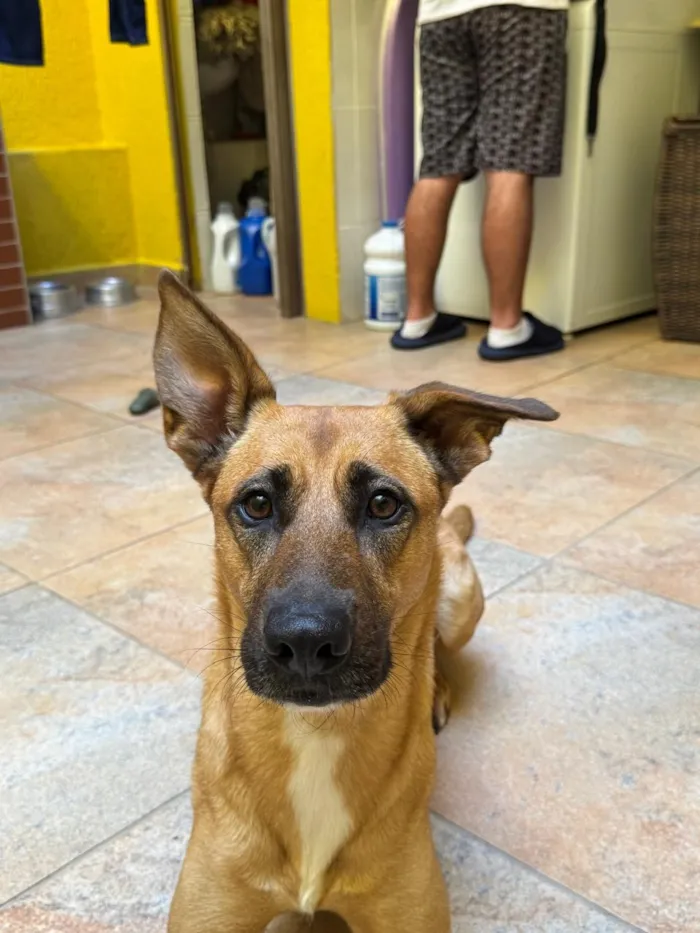 Cachorro raça SRD-ViraLata idade 3 anos nome Lua