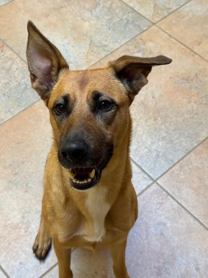 Cachorro raça SRD-ViraLata idade 3 anos nome Lua