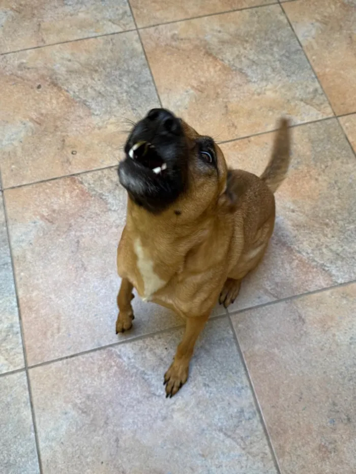 Cachorro raça SRD-ViraLata idade 3 anos nome Lua