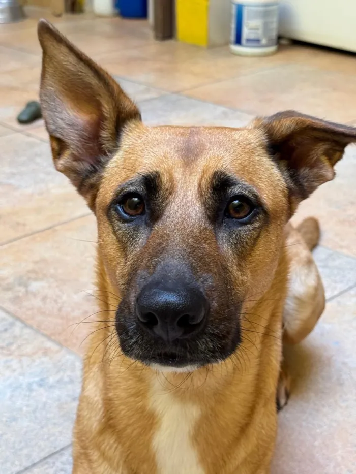 Cachorro raça SRD-ViraLata idade 3 anos nome Lua