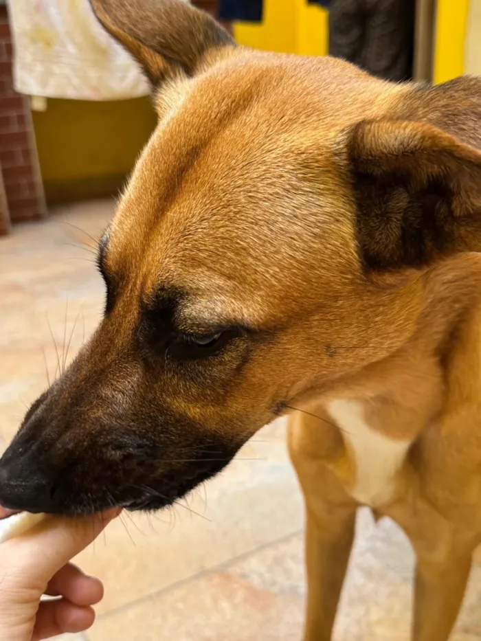 Cachorro raça SRD-ViraLata idade 3 anos nome Lua