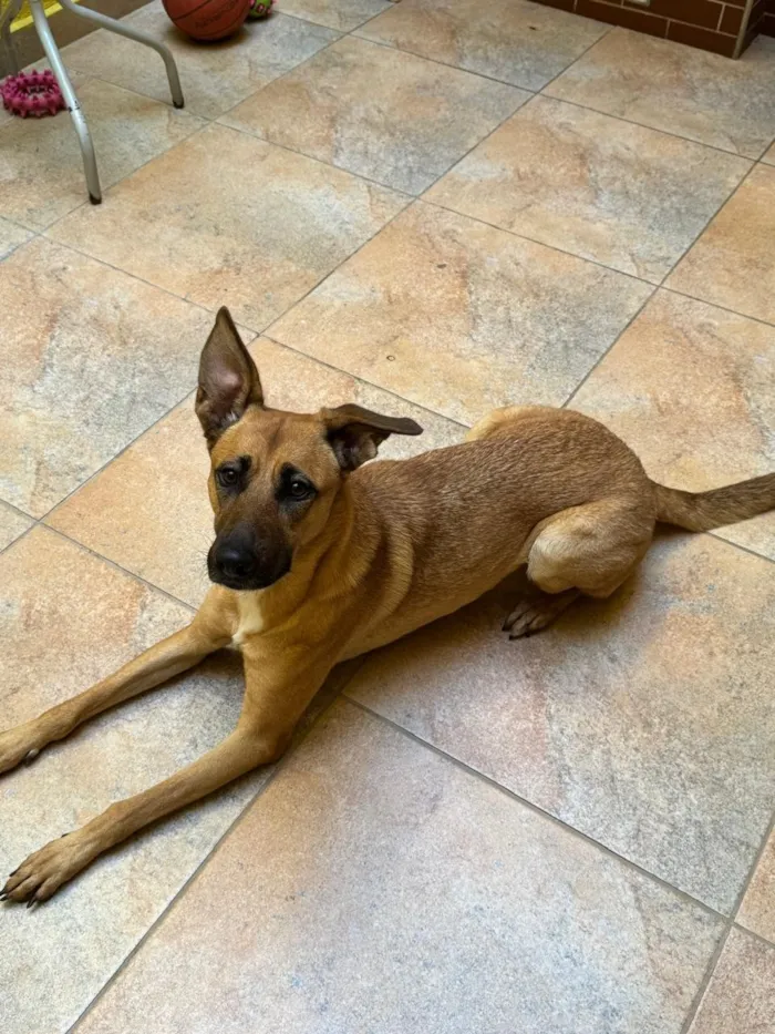 Cachorro raça SRD-ViraLata idade 3 anos nome Lua