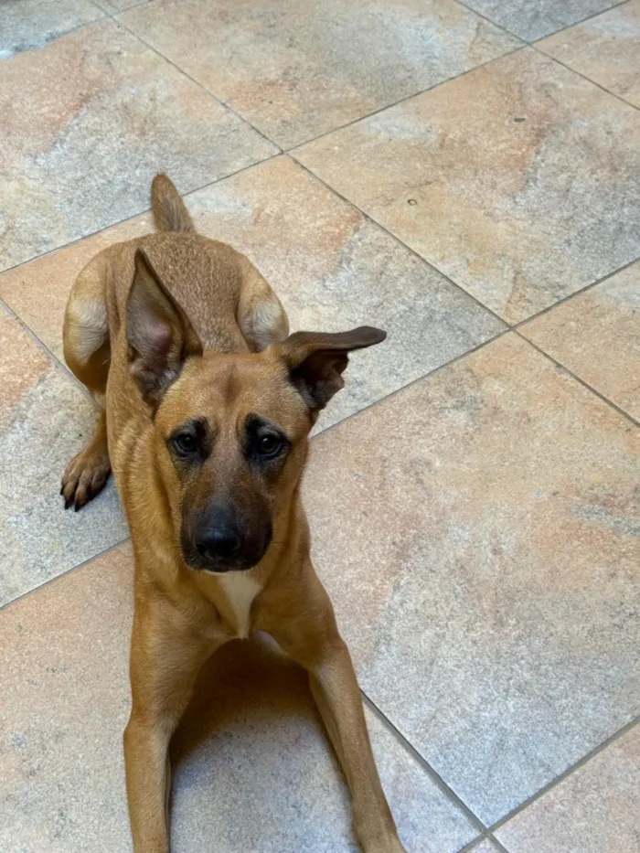 Cachorro raça SRD-ViraLata idade 3 anos nome Lua