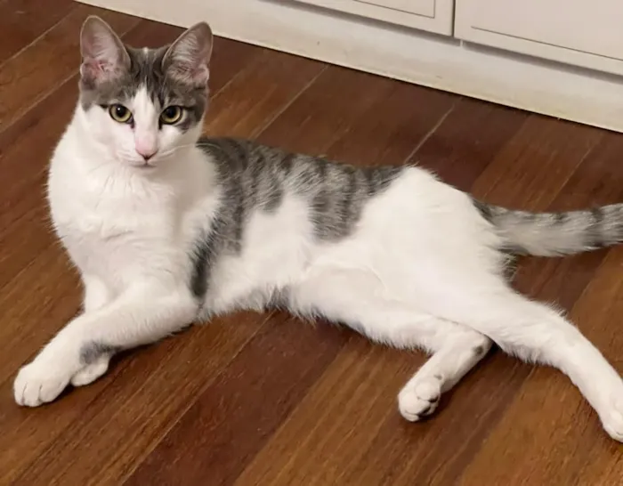 Gato raça SRD-ViraLata idade 2 a 6 meses nome Claire 