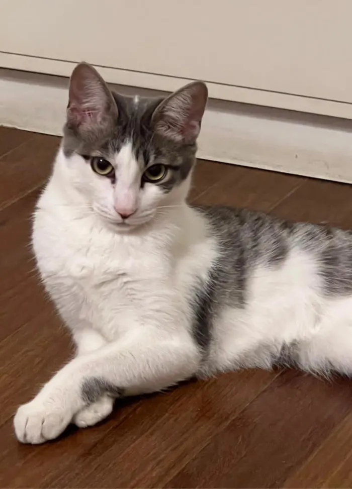 Gato raça SRD-ViraLata idade 2 a 6 meses nome Claire 