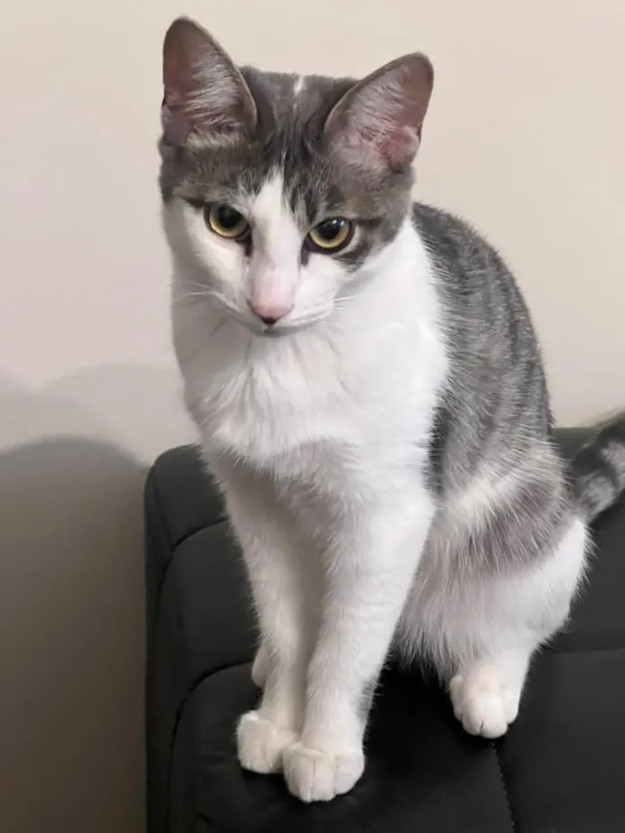 Gato raça SRD-ViraLata idade 2 a 6 meses nome Claire 