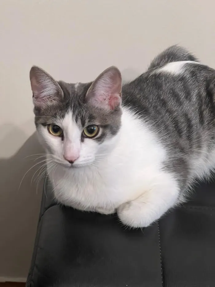 Gato raça SRD-ViraLata idade 2 a 6 meses nome Claire 