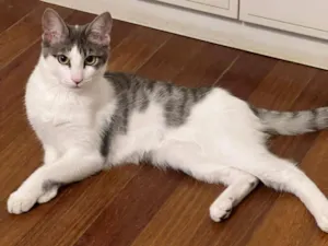 Gato raça SRD-ViraLata idade 2 a 6 meses nome Claire 