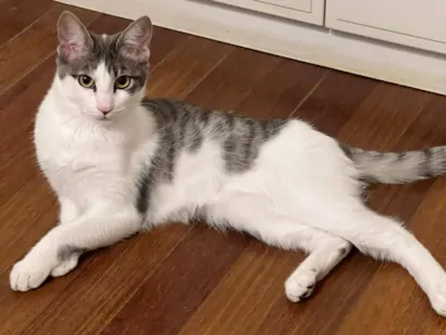 Gato raça SRD-ViraLata idade 2 a 6 meses nome Claire 