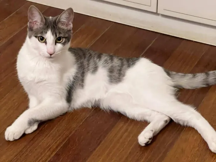 Gato raça SRD-ViraLata idade 2 a 6 meses nome Claire 