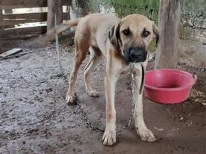 Cachorro raça SRD-ViraLata idade 2 a 6 meses nome spike