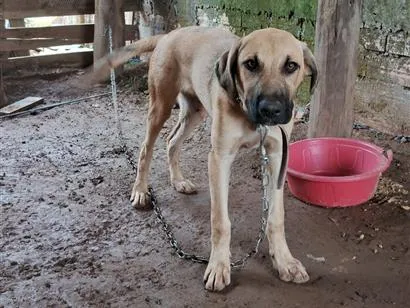 Cachorro raça SRD-ViraLata idade 2 a 6 meses nome spike