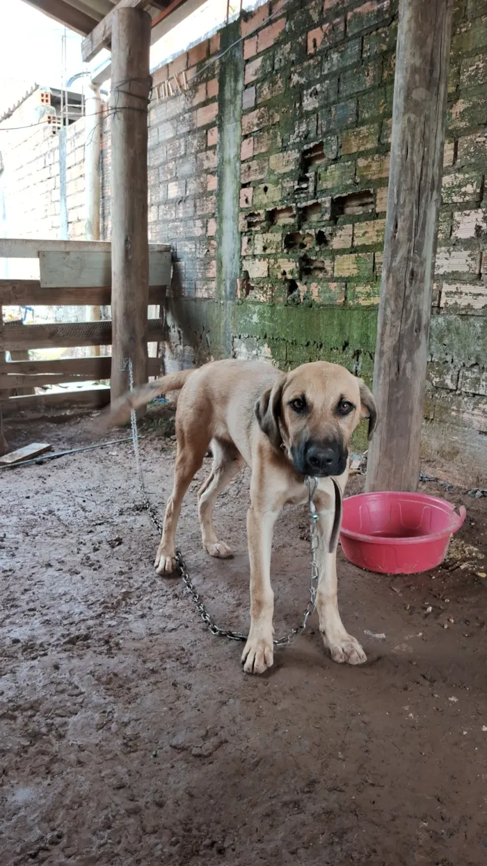 Cachorro raça SRD-ViraLata idade 2 a 6 meses nome spike