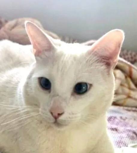 Gato raça SRD-ViraLata idade 4 anos nome João 