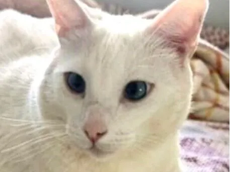 Gato raça SRD-ViraLata idade 4 anos nome João 