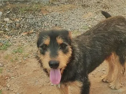Cachorro raça SRD-ViraLata idade 1 ano nome spike