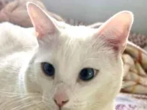 Gato raça SRD-ViraLata idade 4 anos nome João 