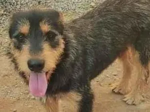 Cachorro raça SRD-ViraLata idade 1 ano nome spike