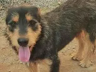 Cachorro raça SRD-ViraLata idade 1 ano nome spike