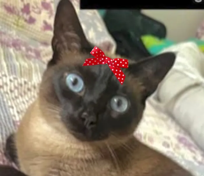 Gato raça Siamês idade 4 anos nome Maria 