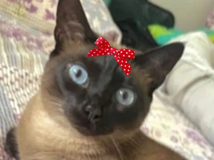 Gato raça Siamês idade 4 anos nome Maria 