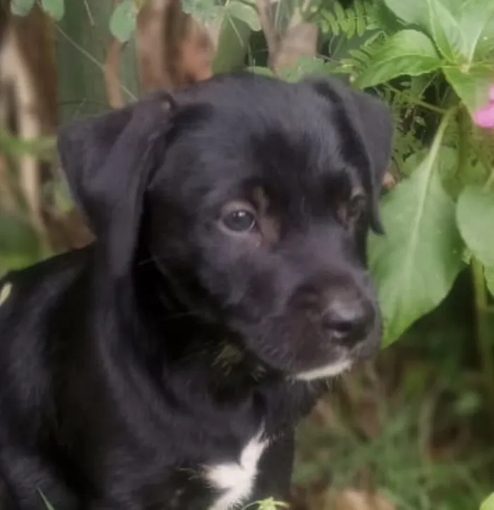 Cachorro raça SRD-ViraLata idade 2 a 6 meses nome Zeus 