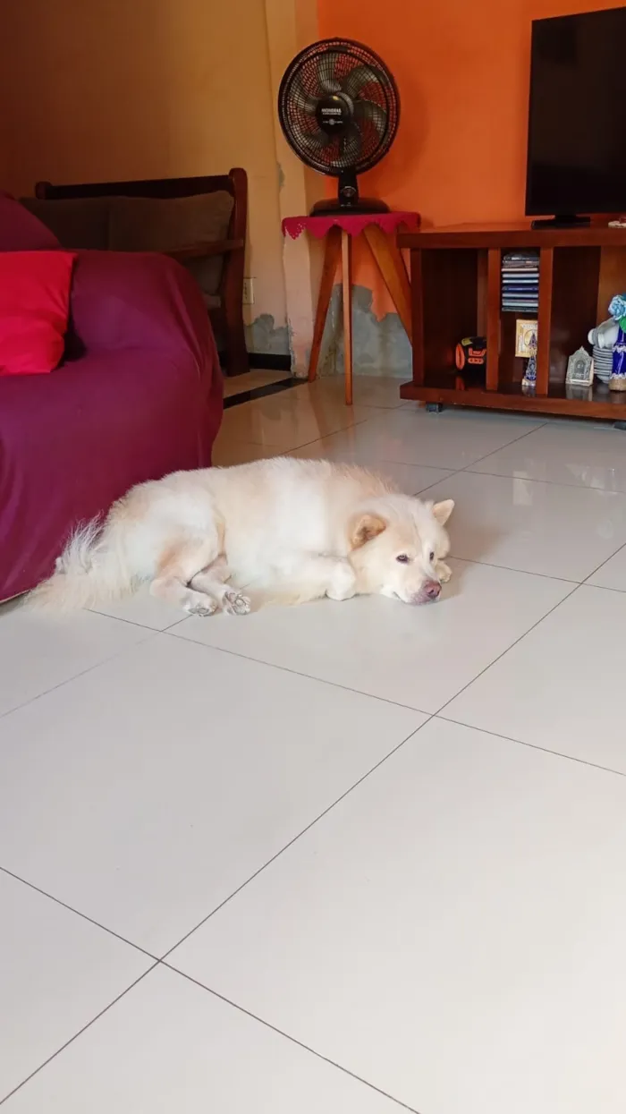 Cachorro raça SRD-ViraLata idade 4 anos nome Polar