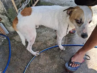 Cachorro raça SRD-ViraLata idade 2 anos nome Snoopy