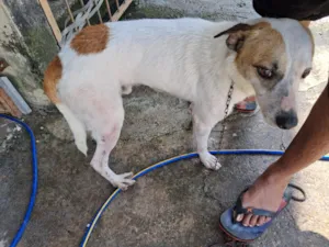 Cachorro raça SRD-ViraLata idade 2 anos nome Snoopy