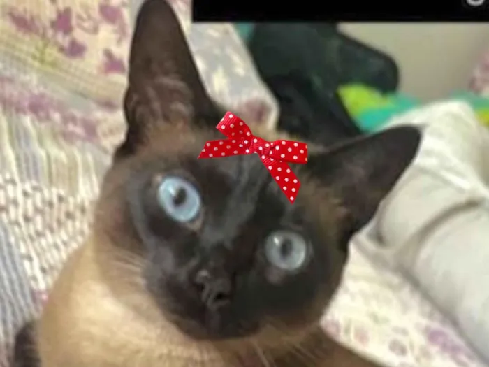 Gato raça Siamês idade 4 anos nome Maria 