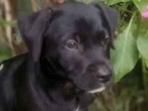 Cachorro raça SRD-ViraLata idade 2 a 6 meses nome Zeus 