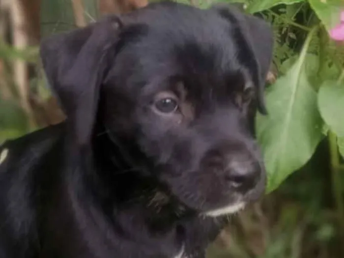 Cachorro raça SRD-ViraLata idade 2 a 6 meses nome Zeus 