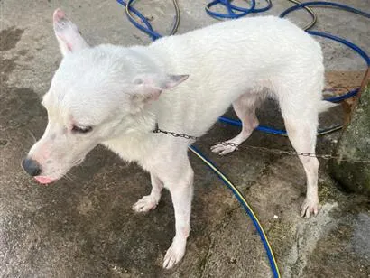 Cachorro raça SRD-ViraLata idade 2 a 6 meses nome Spike 