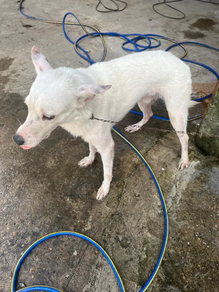 Cachorro raça SRD-ViraLata idade 2 a 6 meses nome Spike 