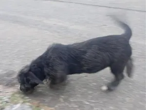 Cachorro raça Shitzu idade 2 a 6 meses nome amora