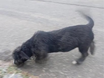 Cachorro raça Shitzu idade 2 a 6 meses nome amora