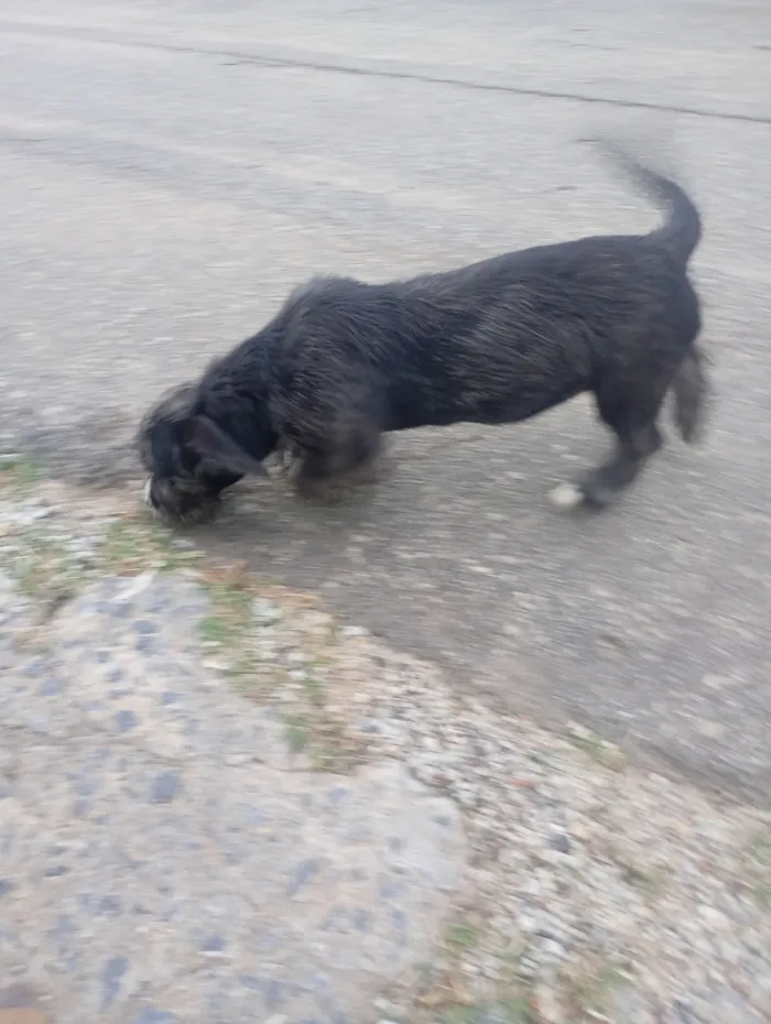 Cachorro raça Shitzu idade 2 a 6 meses nome amora