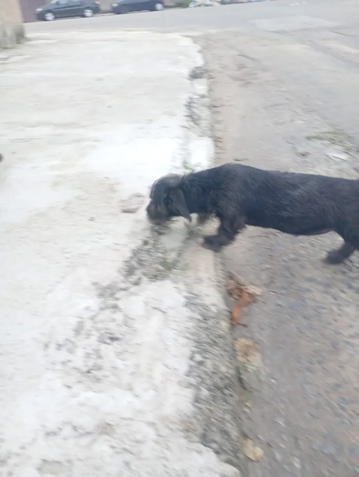 Cachorro raça Shitzu idade 2 a 6 meses nome amora