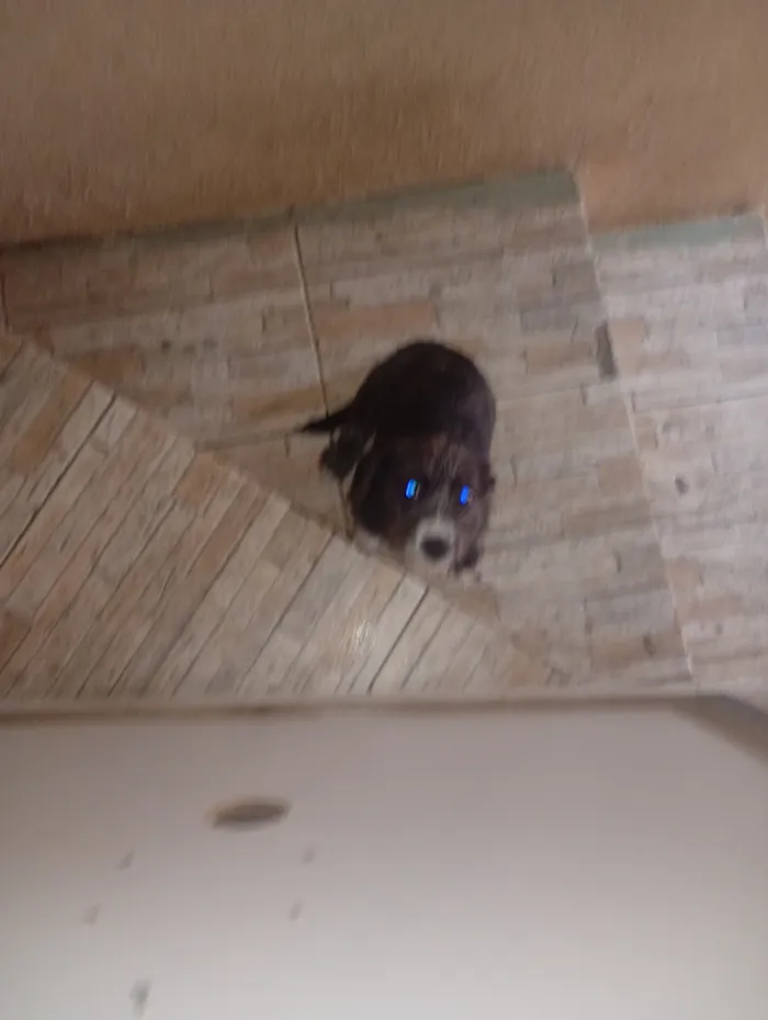 Cachorro raça Shitzu idade 2 a 6 meses nome amora