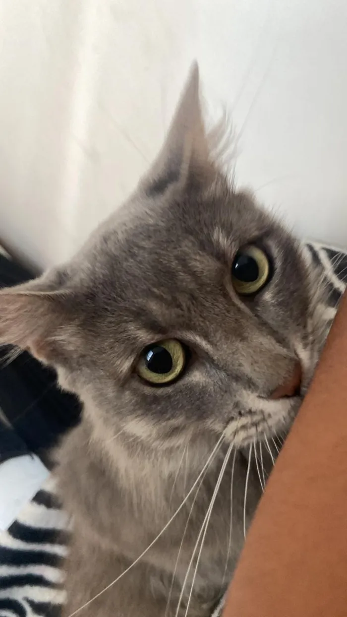 Gato raça SRD-ViraLata idade 3 anos nome DEL