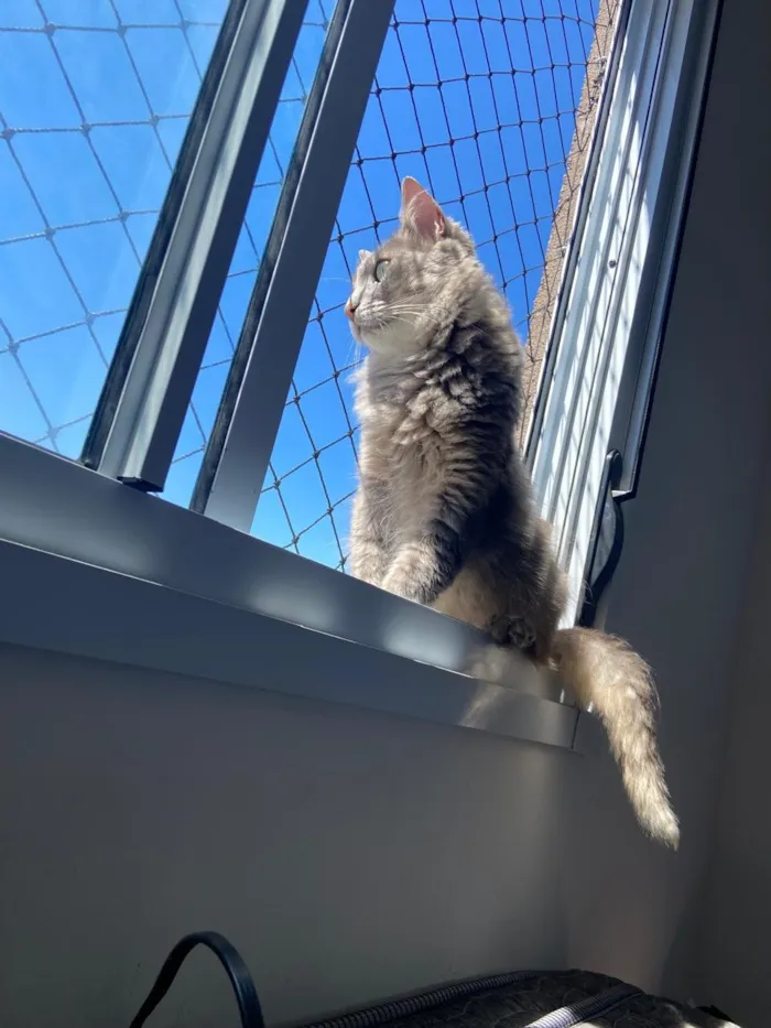 Gato raça SRD-ViraLata idade 3 anos nome DEL