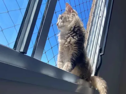 Gato raça SRD-ViraLata idade 3 anos nome DEL