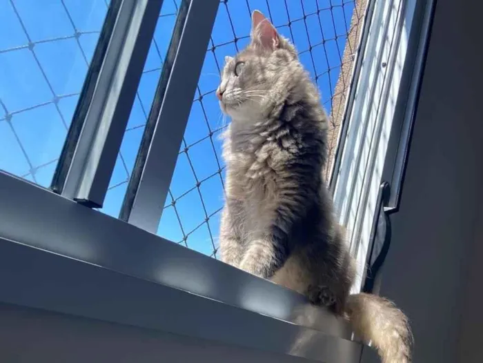 Gato raça SRD-ViraLata idade 3 anos nome DEL