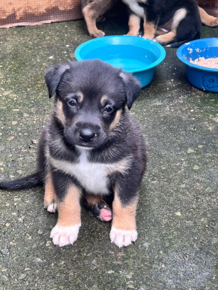 Cachorro raça SRD-ViraLata idade 2 a 6 meses nome Athena Apolo Atlas Shelby apollo apollinho