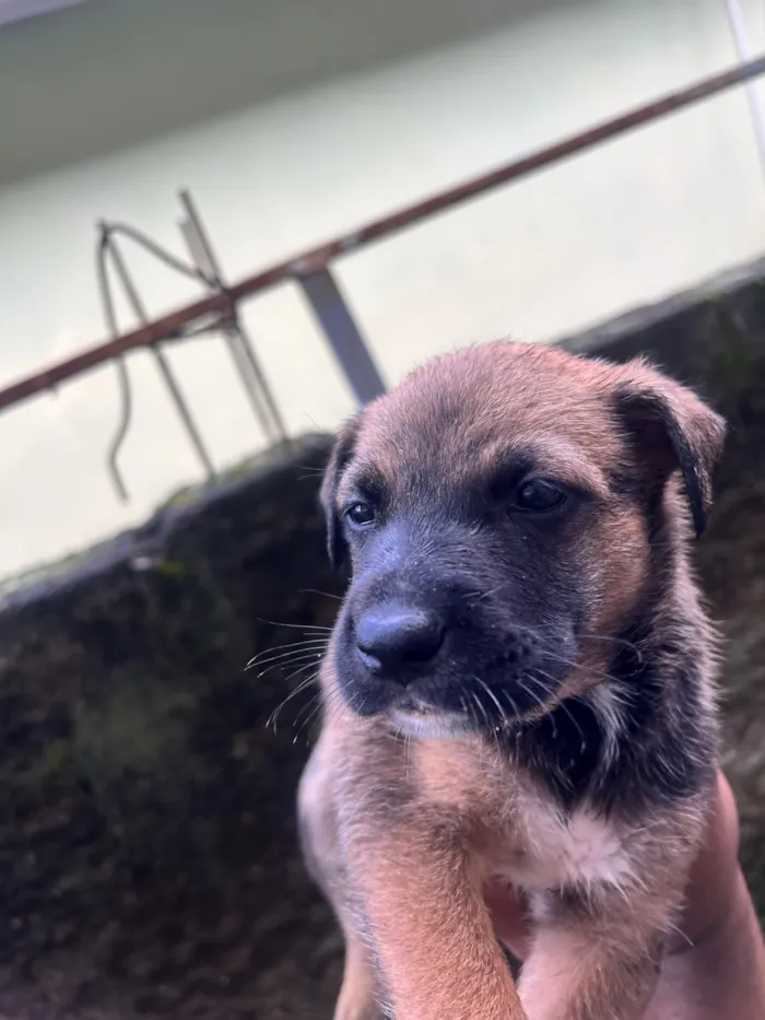 Cachorro raça SRD-ViraLata idade 2 a 6 meses nome Athena Apolo Atlas Shelby apollo apollinho