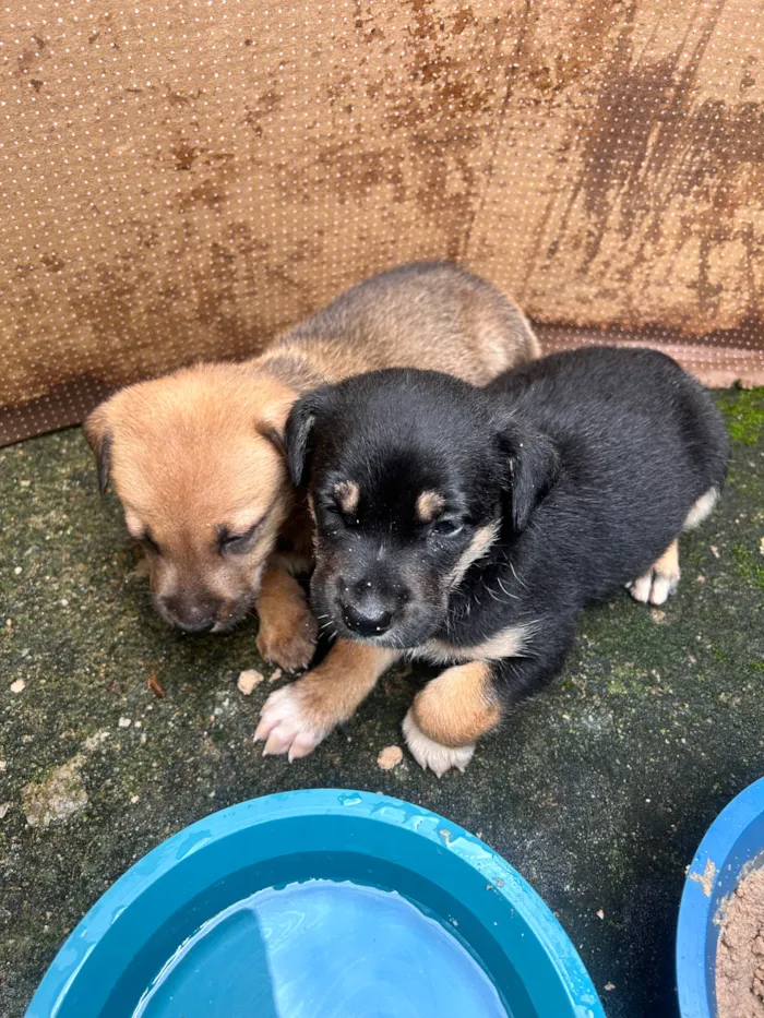 Cachorro raça SRD-ViraLata idade 2 a 6 meses nome Athena Apolo Atlas Shelby apollo apollinho