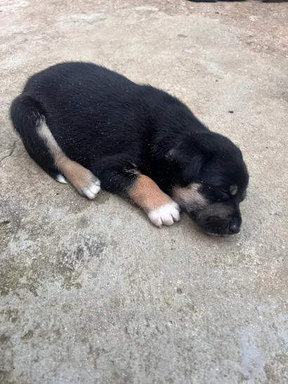 Cachorro raça SRD-ViraLata idade 2 a 6 meses nome Athena Apolo Atlas Shelby apollo apollinho