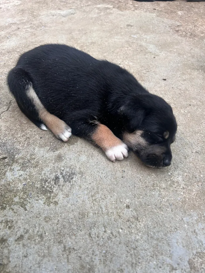 Cachorro raça SRD-ViraLata idade 2 a 6 meses nome Athena Apolo Atlas Shelby apollo apollinho