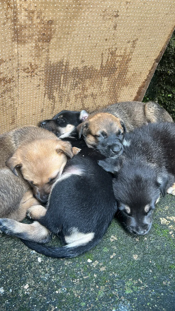 Cachorro raça SRD-ViraLata idade Abaixo de 2 meses nome Atlas,Athena,Apolo,Shelby,Jubileu,Black